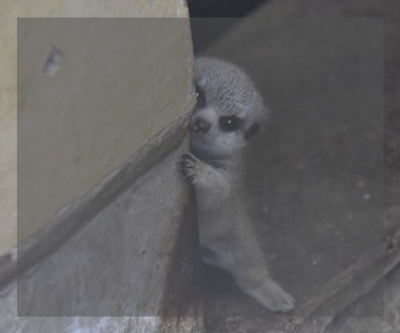 Állatkölykök mindennapjai